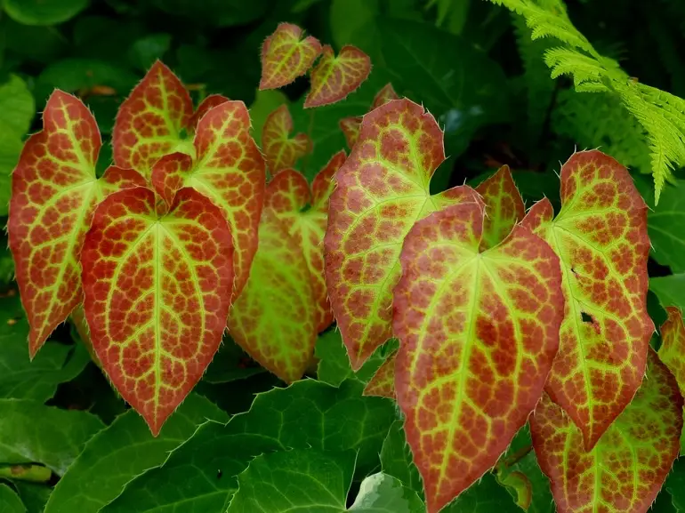 Epimedium