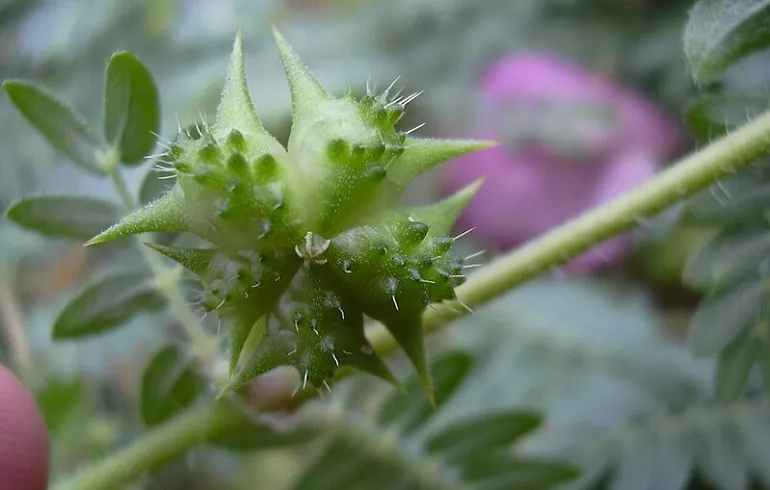 Tribulus terrestris